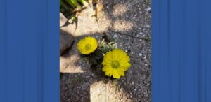 小池さん20260131